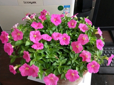 進口矮牽牛種子