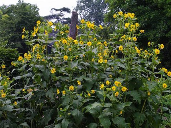 串葉松香草栽培技術與飼用價值及方法