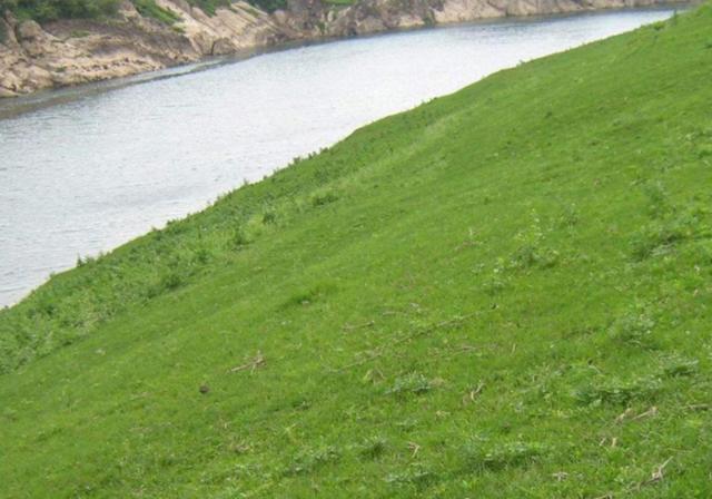 耐活堿草農作物，要知道它的生物特性，種植起來很簡單