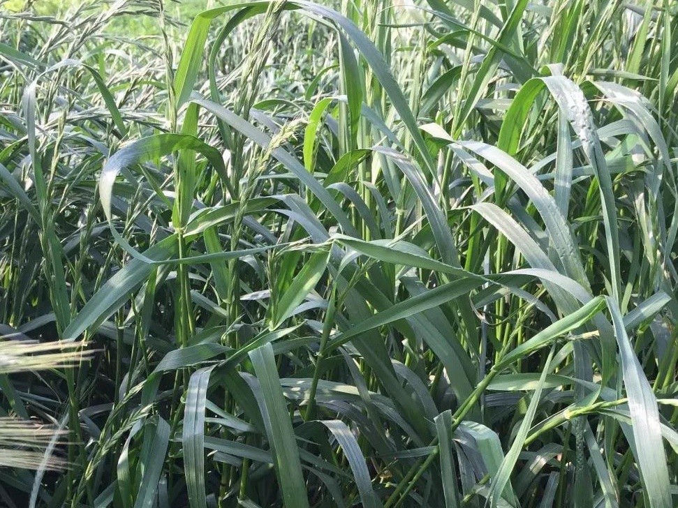 綠肥-黑麥草牧草種子【一年生黑麥草、冬牧-70】