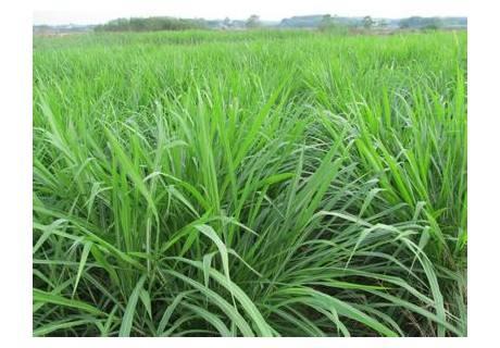 優質牧草墨西哥玉米草適合在哪里種植比較好