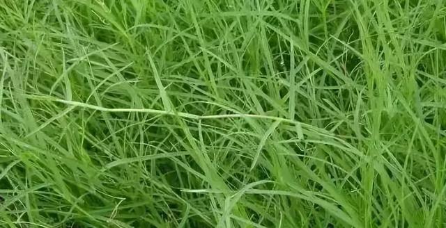 花園草坪的種植方法與養(yǎng)護管理經驗 花園草坪的種植方法與養(yǎng)護管理經驗