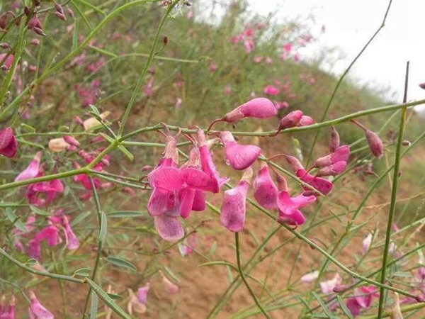 常見植物花棒——耐旱、喜光樹種 常見植物花棒——耐旱、喜光樹種