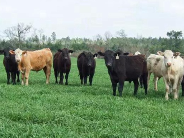 高產(chǎn)優(yōu)質(zhì)牧草一年生黑麥草品種—牧大師（Grazemaster）