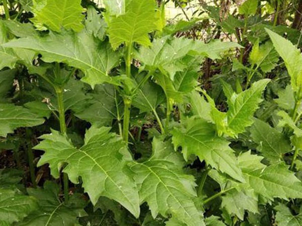 串葉松香草牧草——養畜禽種牧草選對品種很重要