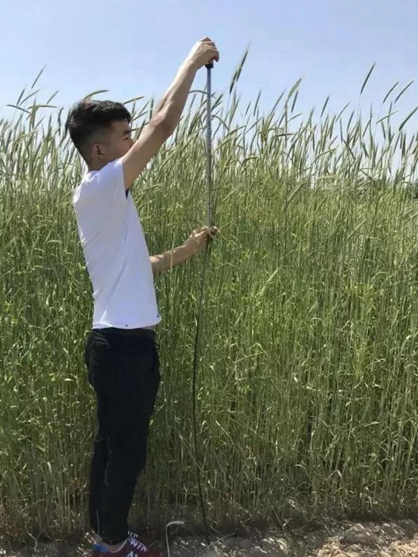 黑麥草種子—冬牧70牧草種子管理方法