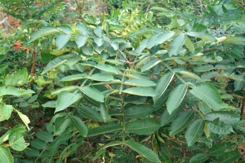 生命力頑強的鹽膚木，鹽膚木基本價值與種植技術介紹