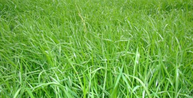冬天適合播種的牧草——一年生黑麥草 冬天適合播種的牧草——一年生黑麥草