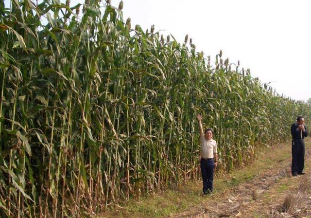 甜高粱播種對(duì)生長(zhǎng)環(huán)境有什么要求,種植應(yīng)該注意什么 甜高粱播種對(duì)生長(zhǎng)環(huán)境有什么要求,種植應(yīng)該注意什么