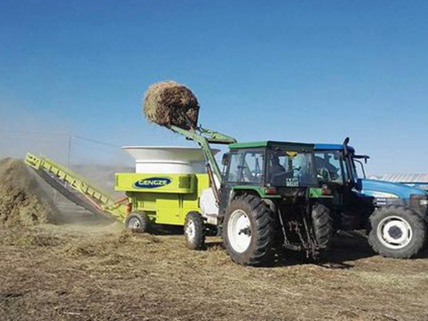 最適合養牛的四種牧草有哪些