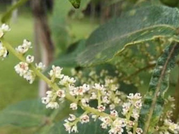 鹽膚木栽培管理技術(shù)以及繁殖方法 鹽膚木栽培管理技術(shù)以及繁殖方法