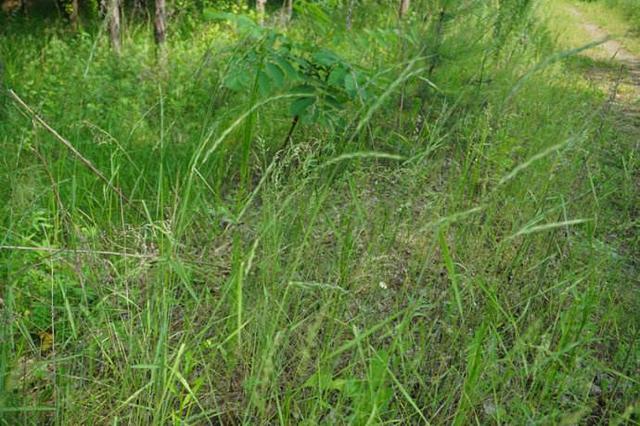 想種植披堿草，又不知道種植方法，這有幾個方法
