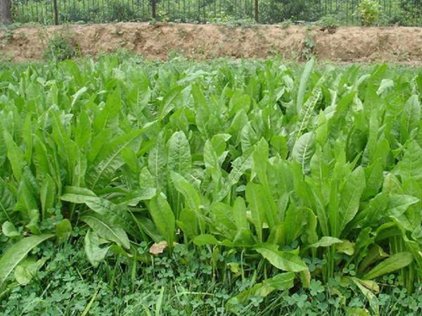 雜交育成的牧草種子，魯梅克斯種子的播種技術與方法