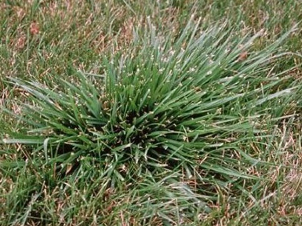 園林綠化中草坪種類的分類與鑒別要點