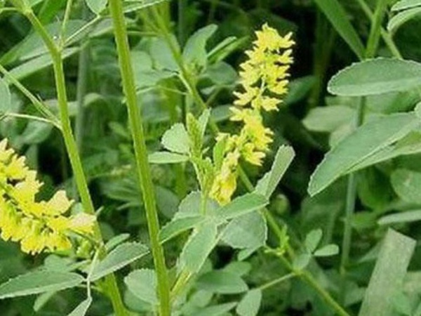 草木樨種子去哪里買比較好？育苗方法有哪些？