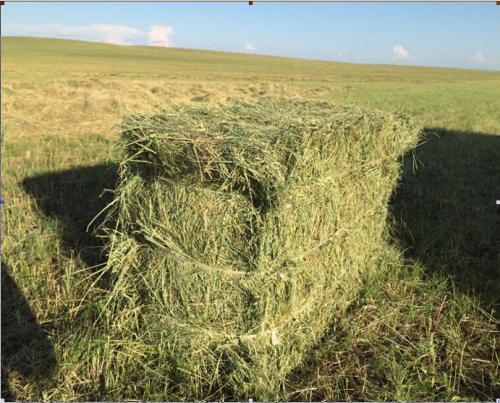 北方最為常見的牧草，牧草基本介紹