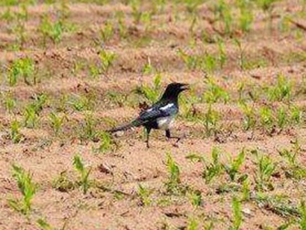 種植墨西哥玉米有這幾個要點，掌握好這幾個要點獲得高產量