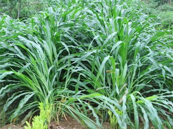 種植墨西哥玉米有這幾個要點，掌握好這幾個要點獲得高產量