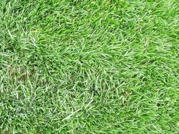 高羊茅——能夠快速成坪的草坪草,具有耐熱性和抗旱性 高羊茅——能夠快速成坪的草坪草,具有耐熱性和抗旱性