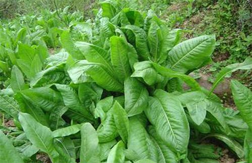 優質牧草推薦---菊苣基本介紹