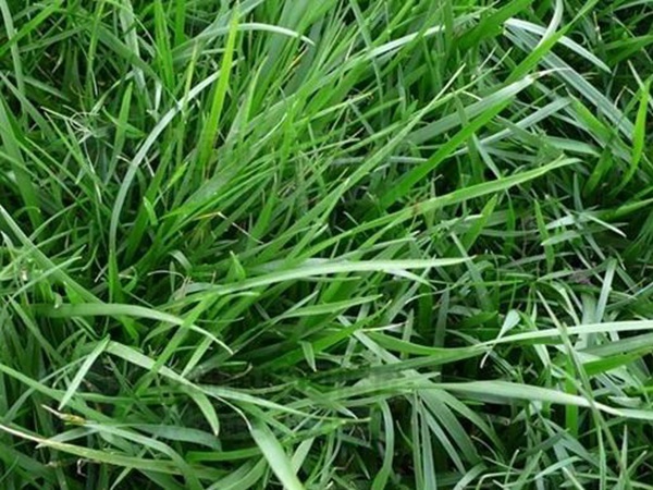 高羊茅——能夠快速成坪的草坪草,具有耐熱性和抗旱性 高羊茅——能夠快速成坪的草坪草,具有耐熱性和抗旱性