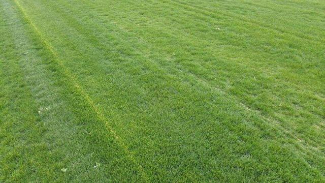 綠化草坪種類圖片，不同的草坪用途和功能都有所差別