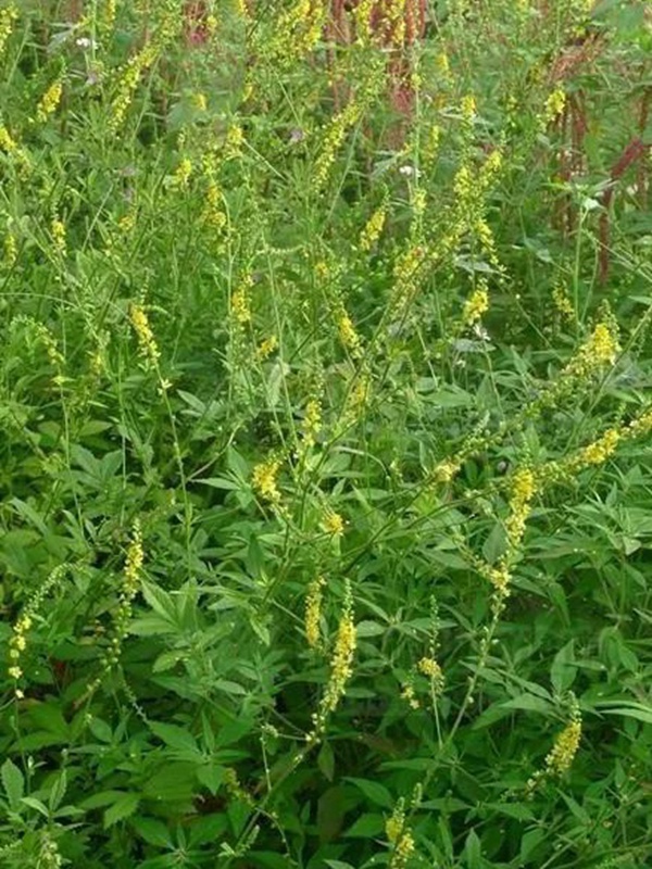 優質牧草種子——草木樨 優質牧草種子——草木樨