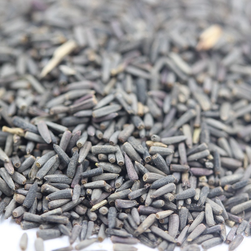 草原松果菊 草原松果菊