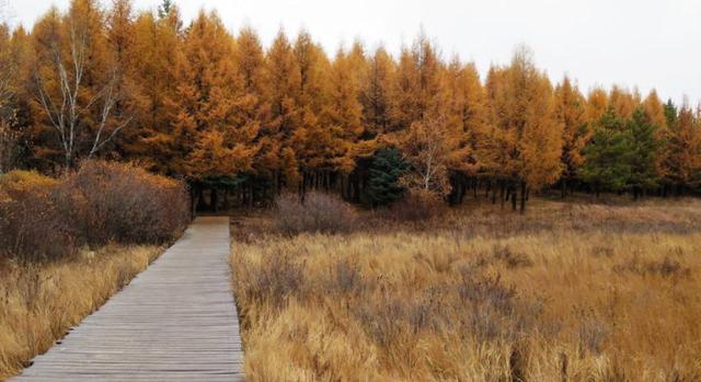 綠化草坪堿茅草的種植方法以及經濟價值 綠化草坪堿茅草的種植方法以及經濟價值