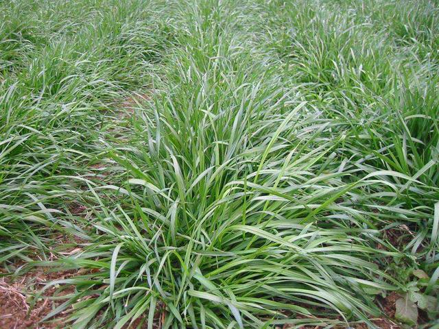 多年生黑麥草在我國的發展形式為何會這么的好？