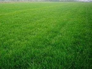 草坪如何才能美如畫,需要這幾個步驟 草坪如何才能美如畫,需要這幾個步驟