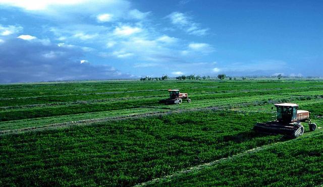 紫花苜蓿人工種植方法有哪些？有什么需要注意的？