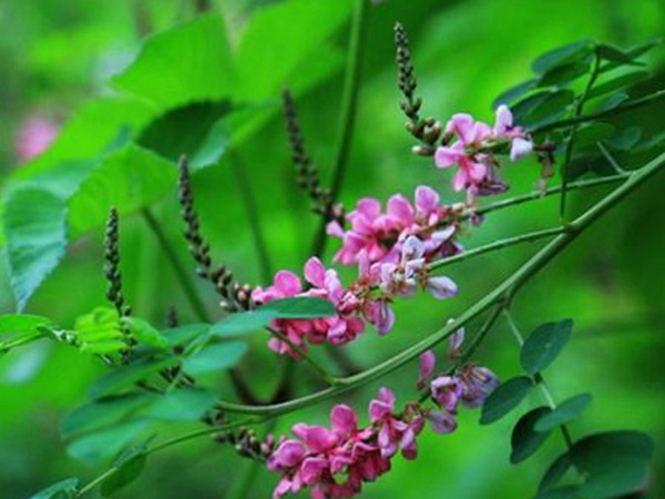 馬棘種子去哪買比較好?馬棘種子育苗方法有什么? 馬棘種子去哪買比較好?馬棘種子育苗方法有什么?