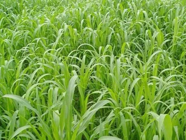 「蘇丹草」的種植方法以及種植方式