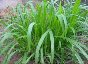 蘇丹草要如何種植，種植蘇丹草方法是什么