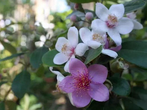 桃金娘的鑒賞與栽培養(yǎng)護(hù) 桃金娘的鑒賞與栽培養(yǎng)護(hù)