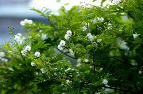 賞花——【銀合歡】主要價值 賞花——【銀合歡】主要價值