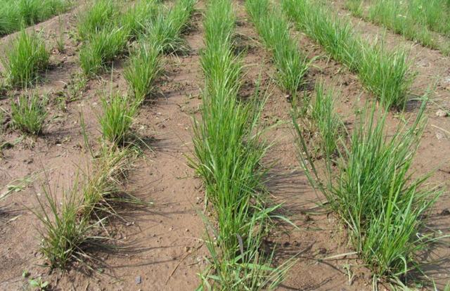 多年生黑麥草在我國的發展形式為何會這么的好？