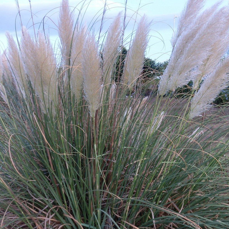 東方狼尾草 東方狼尾草