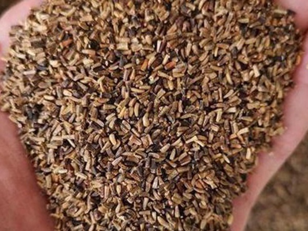 種植菊苣搞養殖技術是什么可以提高產量 種植菊苣搞養殖技術是什么可以提高產量