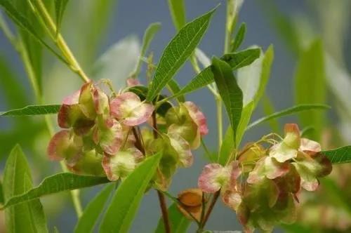 車桑子繁殖方式以及主要經濟價值 車桑子繁殖方式以及主要經濟價值