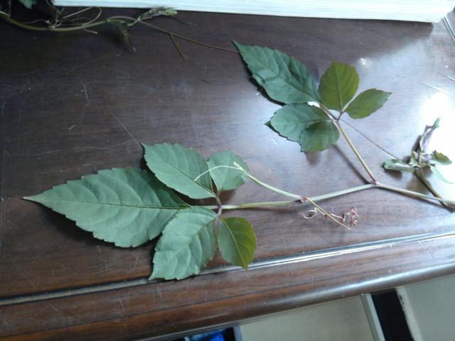 爬山虎也能做盆景?生長能力比較好,抗旱能力不錯 爬山虎也能做盆景?生長能力比較好,抗旱能力不錯