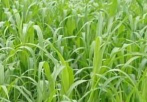 高丹草如何養殖，種植方法是什么？