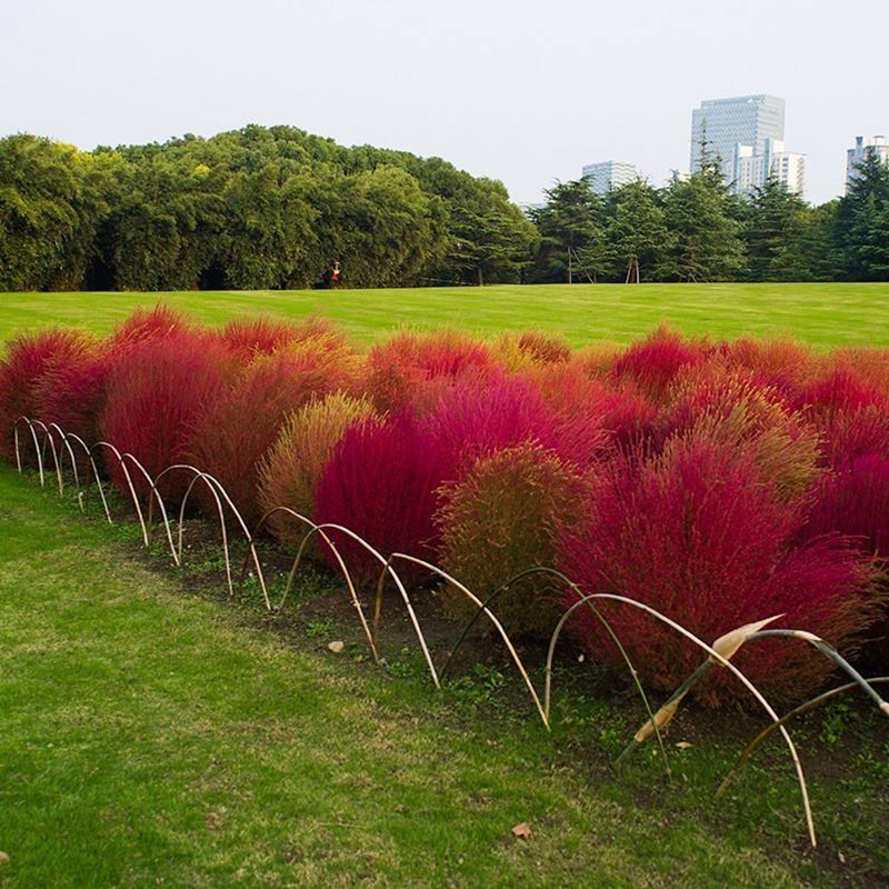 紅色地膚 紅色地膚