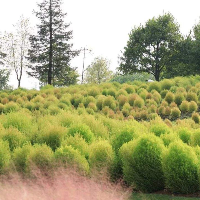 紅色地膚 紅色地膚