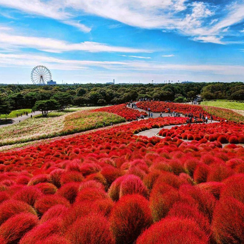 紅色地膚 紅色地膚