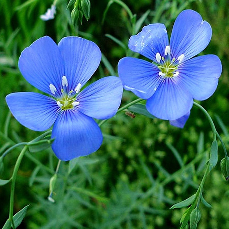 藍花亞麻