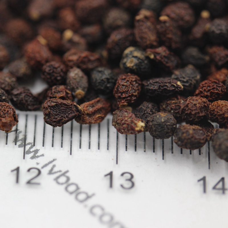 藍花鳶尾 藍花鳶尾