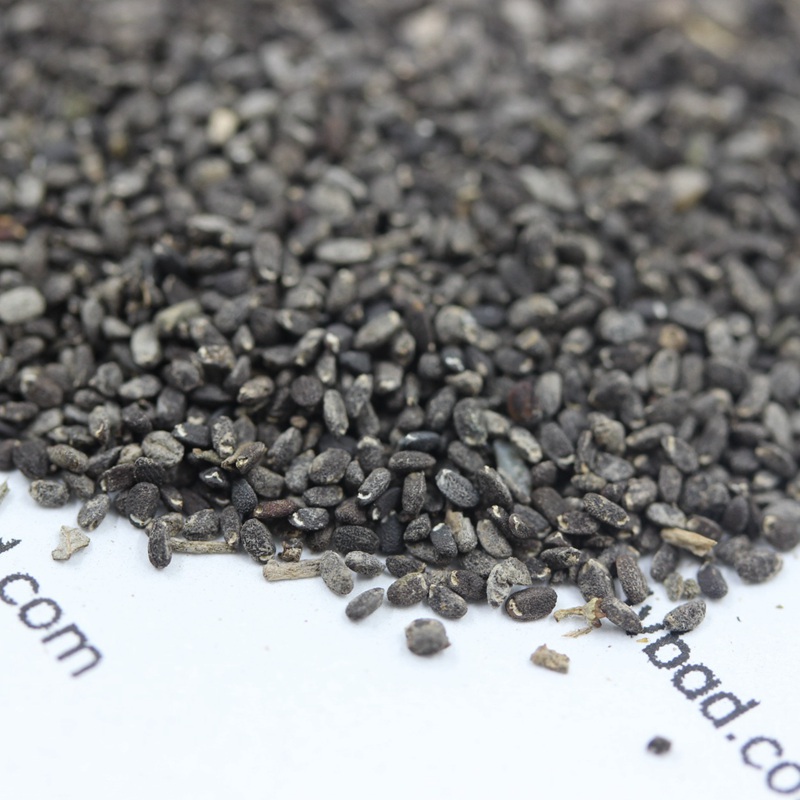 留蘭香薄荷 留蘭香薄荷