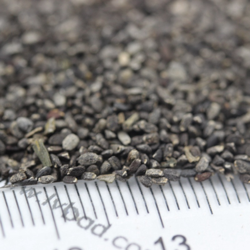 留蘭香薄荷 留蘭香薄荷